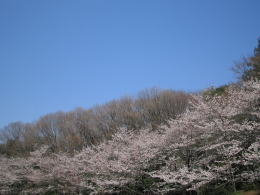 公園の桜