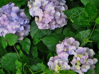 シュガークラフト教室　リトルフェアリー