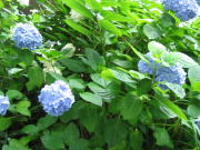 シュガークラフト教室　リトルフェアリー