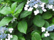 シュガークラフト教室　リトルフェアリー